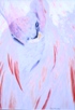 03 - Flamingo - Coloured Pencil - Wendy Britton.JPG